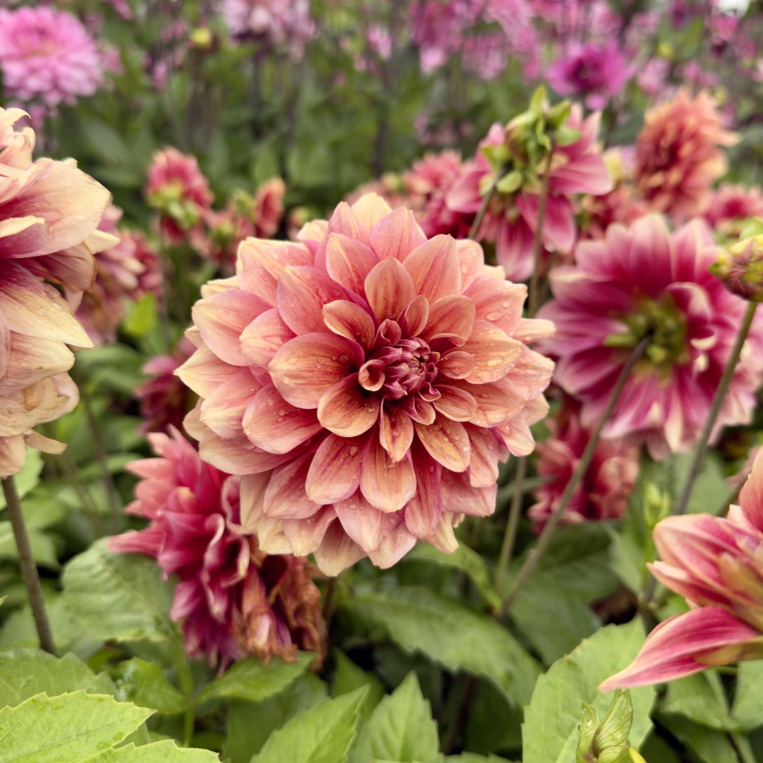 Dahlia 'BV’s Dusty Orange'